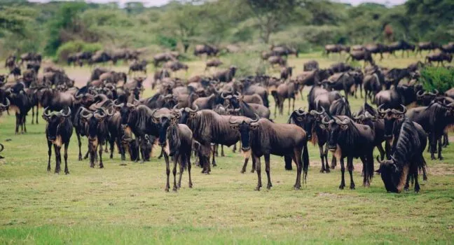 9 Days Best of Tanzania Wildlife