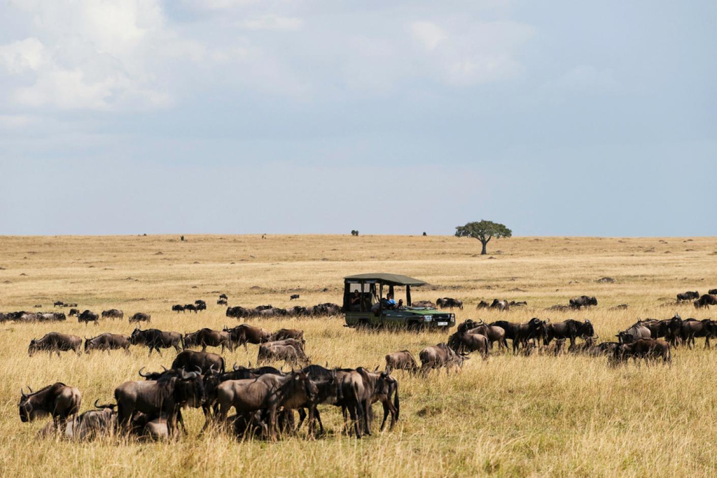 3 Days Masai Mara Kenya Safari