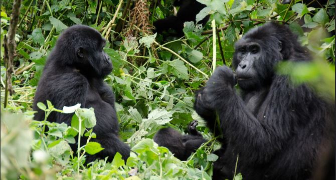 6 days Uganda Gorillas, wildlife and chimpanzee safari